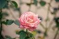 Smell the blossom. Garden rose in blossom. Delicate pink rosebud on shrub. Ornamental flowering plant. Natural beauty Royalty Free Stock Photo