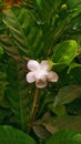 Smell the odour of Jasmine flower