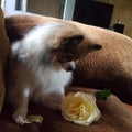 Pomeranian friend rose