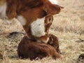 Smelling the Newborn Calf Royalty Free Stock Photo