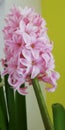 Smelling Pink flower at home