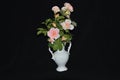 Smells of roses in white vase on the black background.