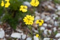 Smelly wallflower Erysimum odoratum