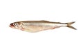 Smelt Royalty Free Stock Photo