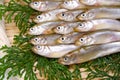 Smelt Royalty Free Stock Photo
