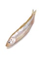 Smelt Royalty Free Stock Photo