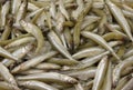 Smelt fresh fish Royalty Free Stock Photo