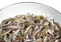 Smelts, osmerus eperlanus, Fresh Fishes against White background