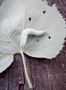 Smerinthus caecus caterpillar crawling on leaf