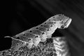 Smerinthus caecus caterpillar crawling on piece of wood