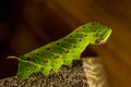 Smerinthus caecus caterpillar crawling on piece of wood