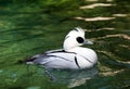 Smew Royalty Free Stock Photo