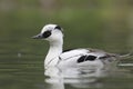 Smew Royalty Free Stock Photo