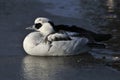 Smew Royalty Free Stock Photo