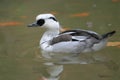 Smew Royalty Free Stock Photo