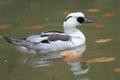 Smew Royalty Free Stock Photo