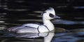 Smew duck, mergellus albellus Royalty Free Stock Photo