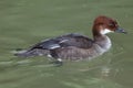 Smew Mergellus albellus. Royalty Free Stock Photo