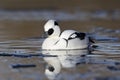 Smew, Mergellus albellus