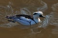 Smew, Mergellus albellus, white black duck in the river water. Bird in the nature habitat, Europe wildlife. Smew in the Germany Royalty Free Stock Photo