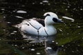 Smew (Mergellus albellus). Royalty Free Stock Photo