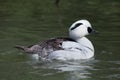 Smew Mergellus albellus.