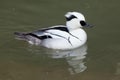 Smew Mergellus albellus. Royalty Free Stock Photo