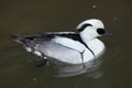 Smew Mergellus albellus.