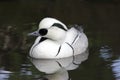 Smew - Mergus albellus Royalty Free Stock Photo