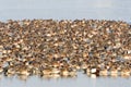 Smient, Eurasian Wigeon, Anas penelope