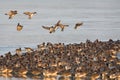 Smient, Eurasian Wigeon, Anas penelope