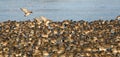 Smient, Eurasian Wigeon, Anas penelope