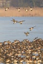 Smient, Eurasian Wigeon, Anas penelope