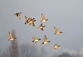 Smient, Eurasian Wigeon, Anas penelope