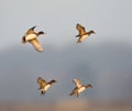 Smient, Eurasian Wigeon, Anas penelope