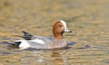 Smient, Eurasian Wigeon, Anas penelope Royalty Free Stock Photo