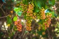 Smilax aspera, with common names: rough bindweed, sarsaparille, Royalty Free Stock Photo