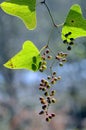 Smilax aspera toxic fruits Royalty Free Stock Photo