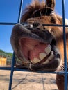 a smile and an air kiss from a horse Royalty Free Stock Photo