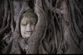 Smile Buddha head covered by tree root at wat Mahathat in Ayutthaya. Thailand Royalty Free Stock Photo