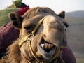 Smile Camel! Royalty Free Stock Photo