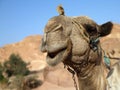 Smile of Camel Royalty Free Stock Photo