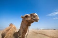 Smile of camel Royalty Free Stock Photo