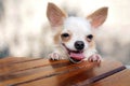 Smile chihuahua dog.