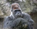 Smile of condescension from huge dominant male gorilla with an ironic look Royalty Free Stock Photo