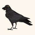 Smile cute black crow vector isolated on beige background. Bird Halloween character illustration Royalty Free Stock Photo