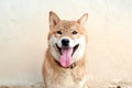 Smile dog with sand on face Royalty Free Stock Photo