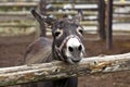 Smile of a donkey