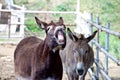 Smile of a donkey