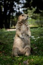 Smile expression of a young Black-tailed prairie dog rodent standing on its hind legs and looking out over its territory. Closeup Royalty Free Stock Photo